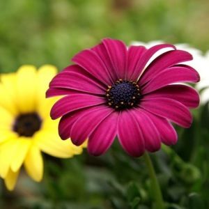 Meet your Posher, Queli